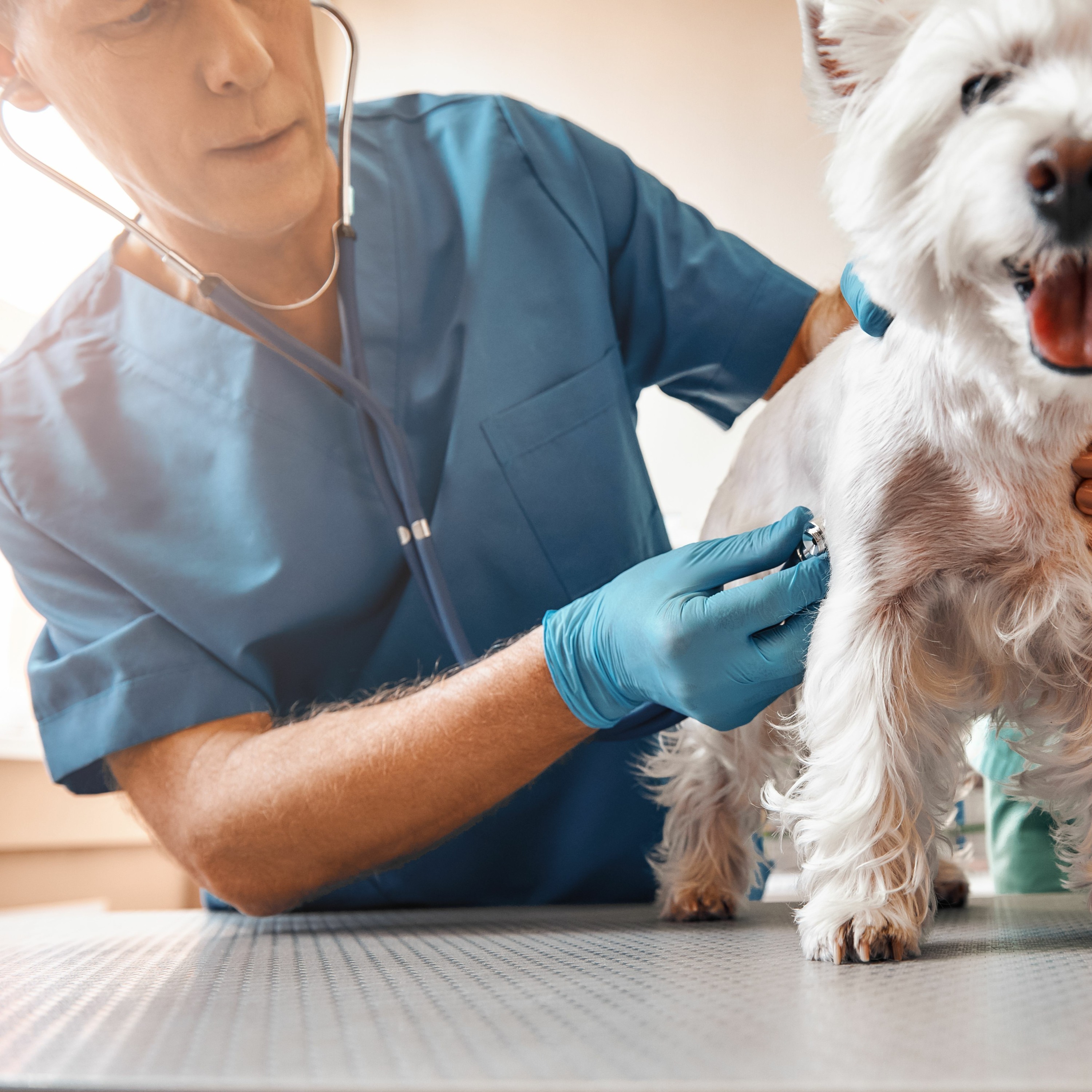 Relief Vets Can Be Fear Free, Too!