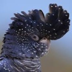 Black Cockatoo