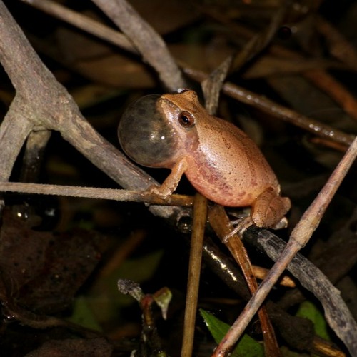 Stream Spring Peepers Getting Closer LEB 4 - 12 - 20 By Lisa Rainsong ...