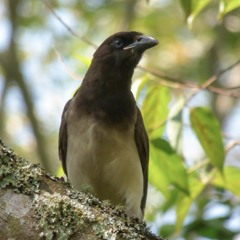 Canto de la Chara Pea (Psilorhinus morio)