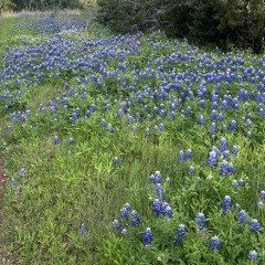 should I tell u demo