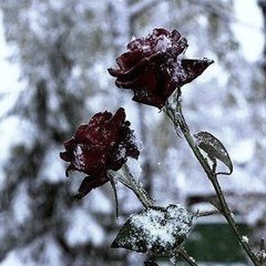 I love you still .mp3