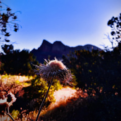 topills (feat. Vino Red)