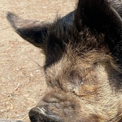ferrel pigs