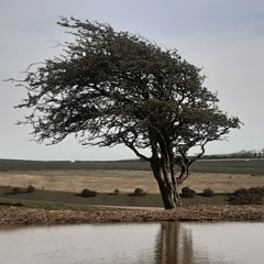 Bending with the wind