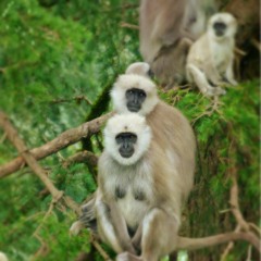 Mashina - Ana 2022 (Gilad Dror Remix)