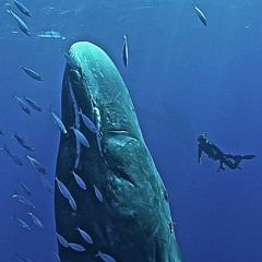 TEASER AUDIO Le Retour de Moby Dick
