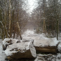 Forest Of Ice