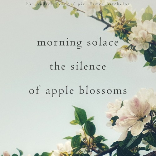 Morning Silence/ Apple Blossoms (naviarhaiku 500)
