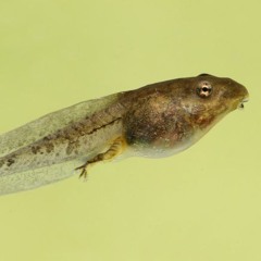 BOKYO - Tadpoles (WIP)