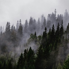 Misty Landscape