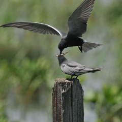 Black Terns dancing over their colony