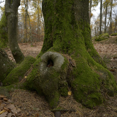 Forest Awakening (Disquiet0724)