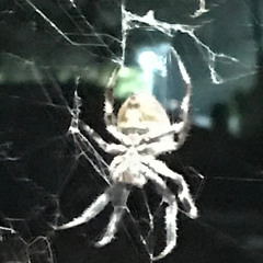 Spider Light