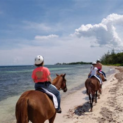 Review Special Price Braco Stables Horseback Ride Swim Excursion From Ocho Rios