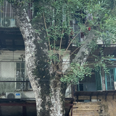 '06 ft. Cú Đấm