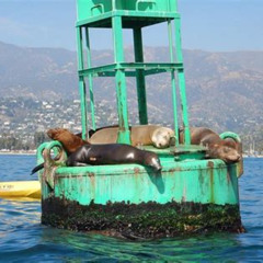 Review Special Price 2-Hour Kayak Or Paddleboard With Sea Lions In Marina Del Rey