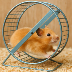 HAMS, HAMSTER, JA, AM HAMSTEN