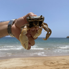 Under the Sea type beat