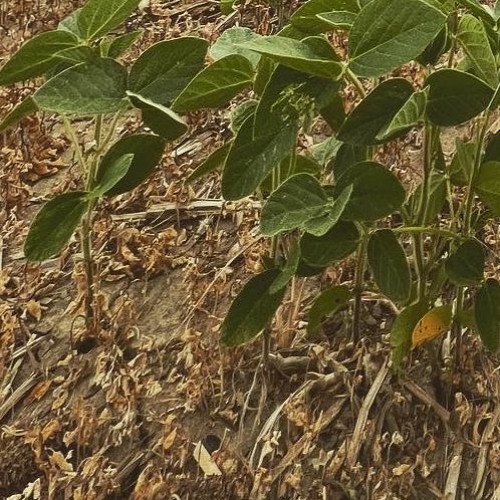 put it on for me (i gave upp)