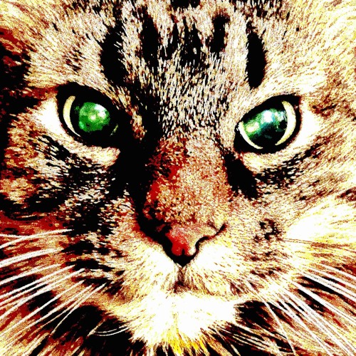 Don’t make fun of my cat Zack