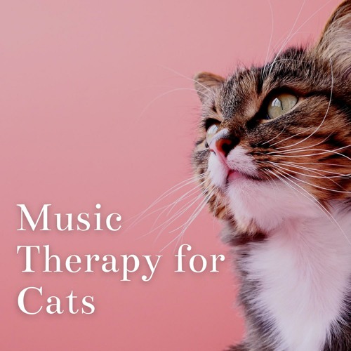 Can music calm cats top