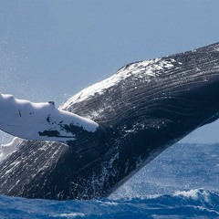 Tongue vs. Songs of the Humpback Whale