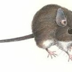 Que Significa Encontrar Un Gato Muerto En La Casa