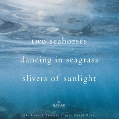 haiku #516: two seahorses / dancing in seagrass / slivers of sunlight