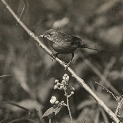 Jewish cemetery in Wielowieś,  24.05.2025, 6.30 p.m., (common whitethroat)