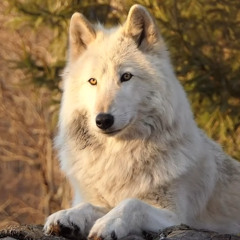 Fourteen Wolves