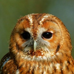 Tawny Owls on the rise