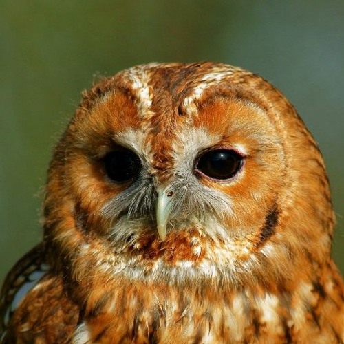 Tawny Owls on the rise
