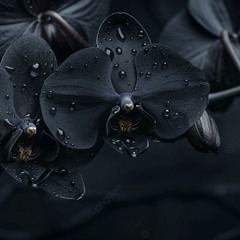 My Dark Orchid