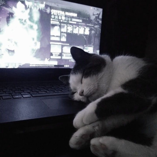 i can't live without you(shinju)