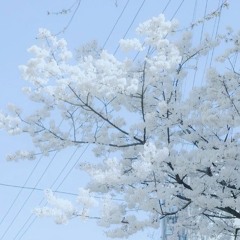 ピュア