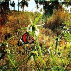 Pranarta - Ethereal Flutter