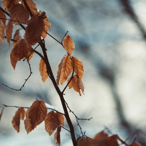 Etude in C# Minor "Falling Shadows" (落ちゆく影)