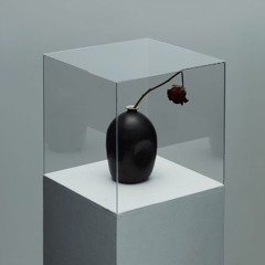 Twig Of Palm In Holy Water