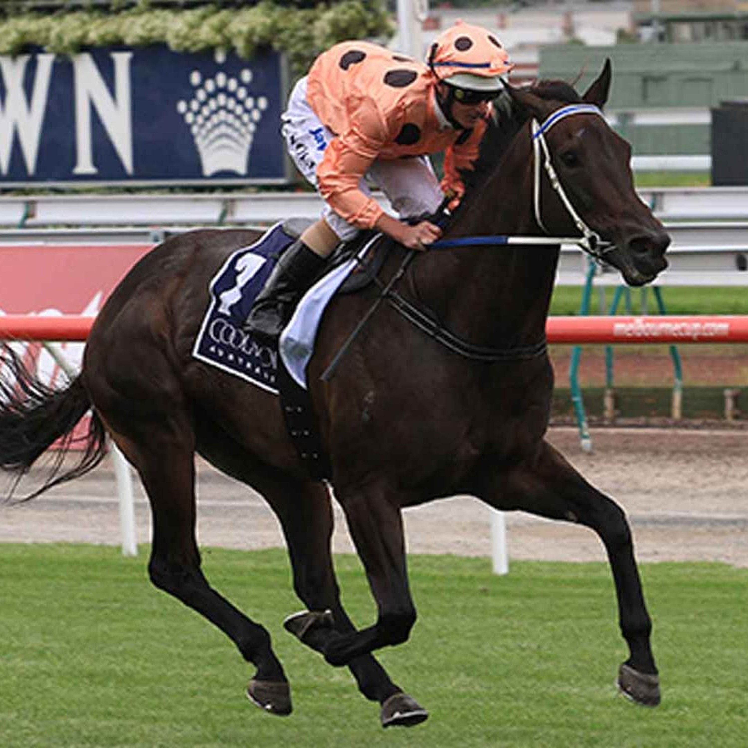 Lightning Stakes Runner By Runner Preview