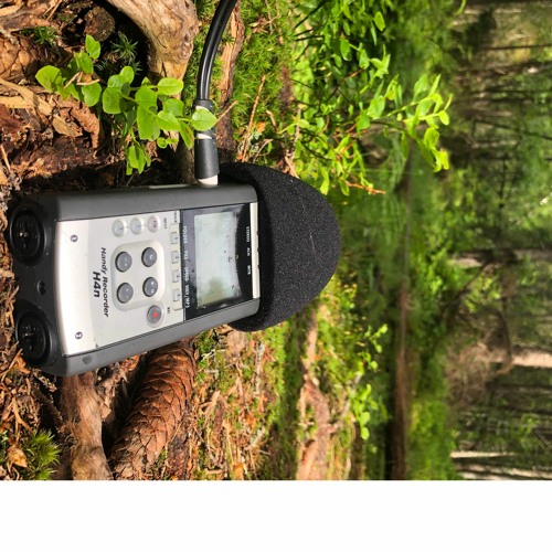 wrms in field