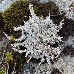 Instructions For The Library Of Botanical Voices