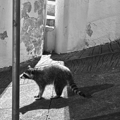 MauJuke3-3goodtobeTrue