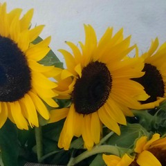 Summer Delight