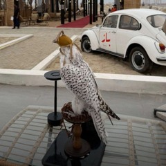 عيضه × ميحد حمد_