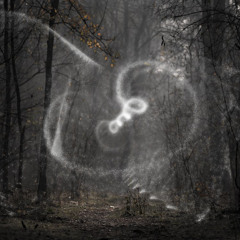 What Happens in the Woods
