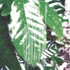 Coffee Leaf