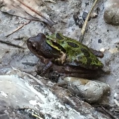 La Rana (The Frog)