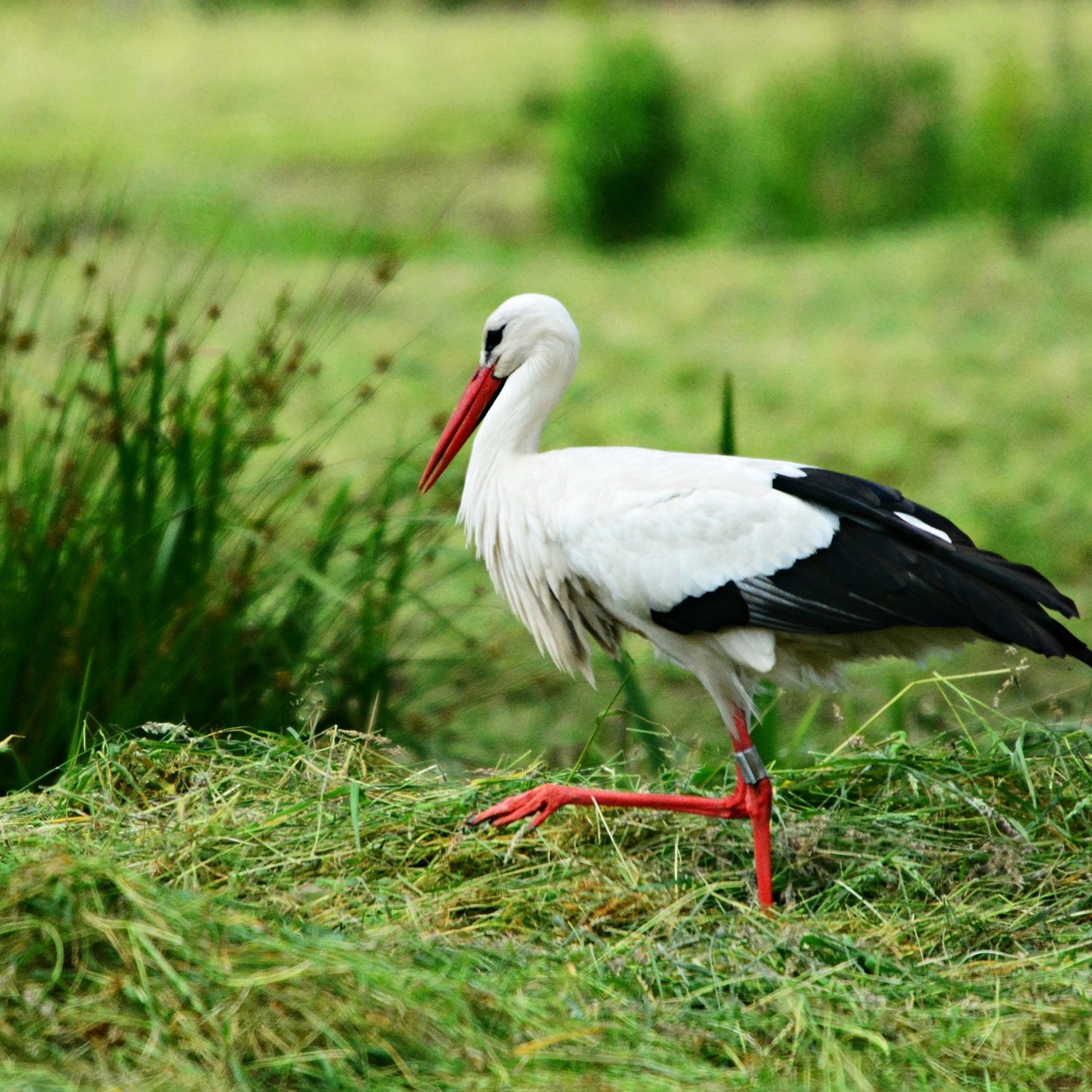 CC080: How to Effectively Argue Against Abortion with Stephanie Gray