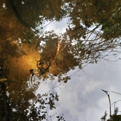 Musgo & Abedul - Tierra Negra